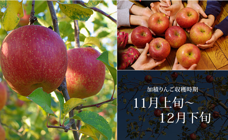 富山県 魚津市 うなづき商店 加積りんご 収穫時期