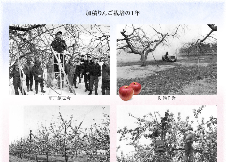 富山県 魚津市 加積りんご栽培