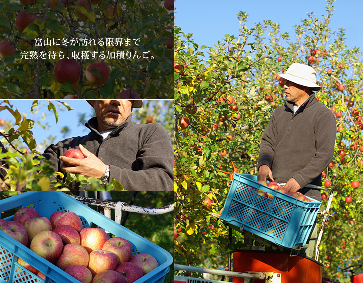 富山県 魚津市 うなづき商店 加積りんご 収穫